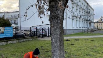 badanie sondą arborystyczną